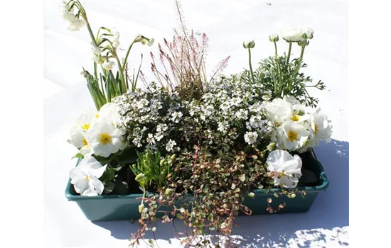 Frühlingskiste Edel