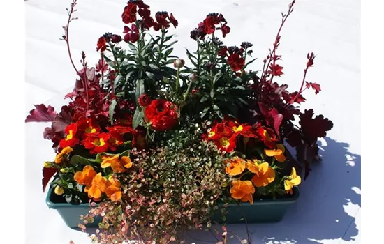 Frühlingskiste Feuerschein