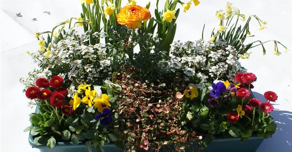 Bunte Frühlingskiste Bunte Frühlingskiste