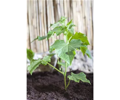 Freiland-Salatgurke 'Tanja'