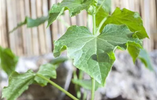 Freiland-Salatgurke 'Tanja'