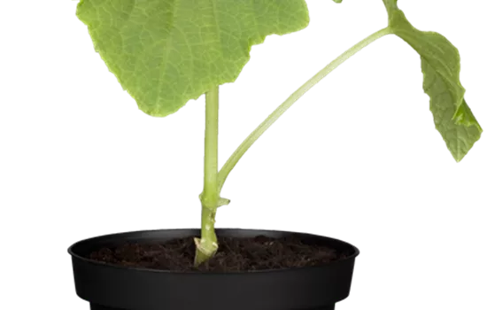 Mini-Schlangengurke 'Gambit'® 