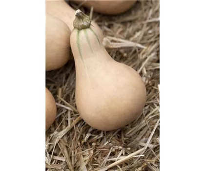 Moschus-Kürbis 'Butternut'