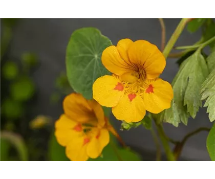Kapuzinerkresse 'Tip-Top Gold'