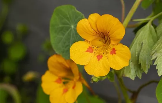 Kapuzinerkresse 'Tip-Top Gold'