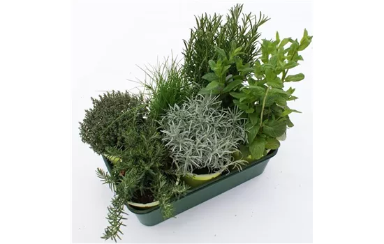 Kräuterkiste Mediterran Kräuterkiste Mediterran