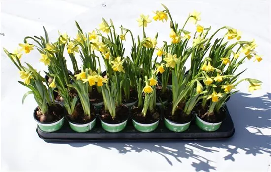 Narzissenkiste 18 Töpfe a 9 cm Narzissen Tete a Tete