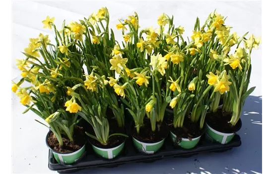 Narzissenkiste 15 Töpfe a 11 cm Narzissen Tete a Tete