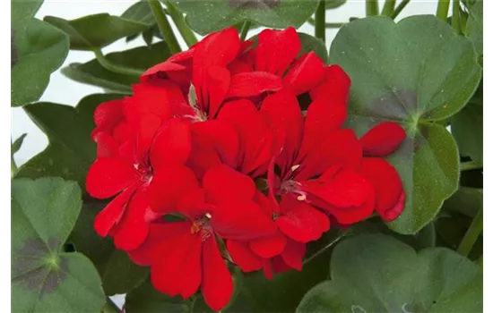 Hängegeranie 'Royal Scarlet', rot gefüllt