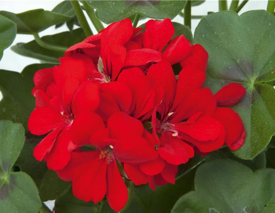 Hängegeranie Royal Scarlet in Rot