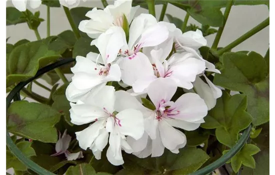 Hängegeranie 'Royal White', weiß gefüllt