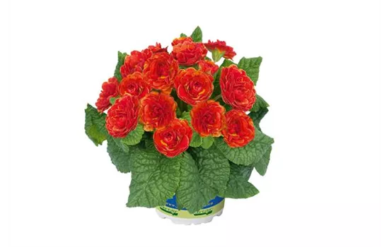 Rosenprimel BELARINA 'Tangerine Twist' Neuheit 2025