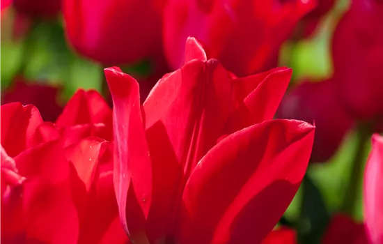 Tulpe 'Viking', gefüllte rote Blüten