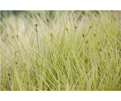 Carex brunnea 'Jenneke'