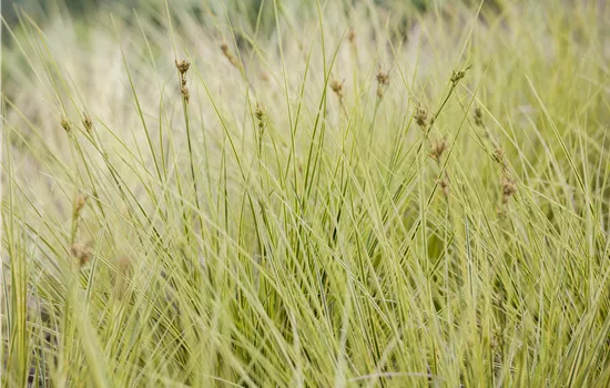 Carex brunnea 'Jenneke' Carex brunnea 'Jenneke'
