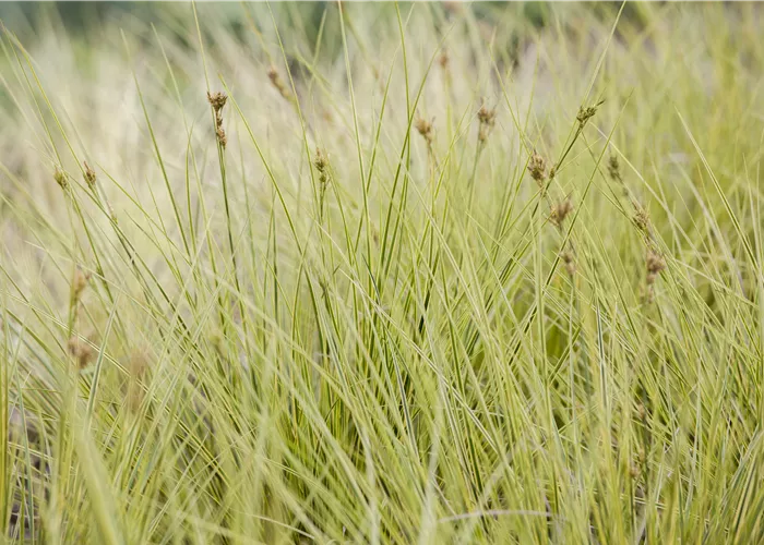Carex brunnea 'Jenneke' Carex brunnea 'Jenneke'