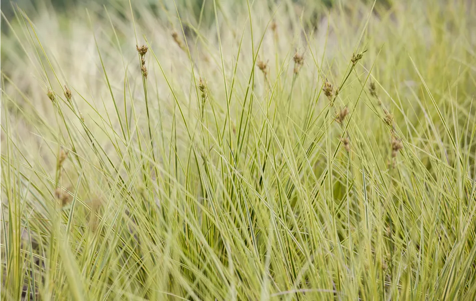 Carex brunnea 'Jenneke'