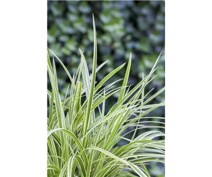 Carex 'Feather Falls' - Hänge-Segge