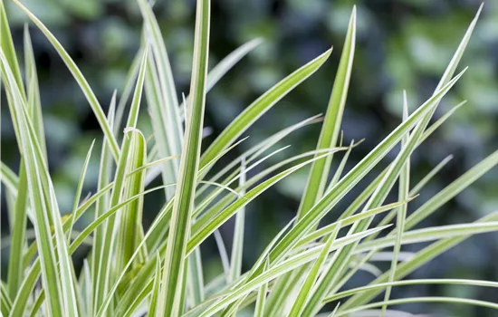 Carex 'Feather Falls' - Hänge-Segge Carex 'Feather Falls' - Hänge-Segge