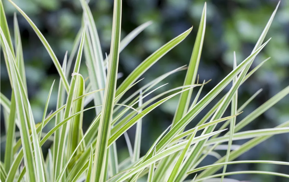 Carex 'Feather Falls'