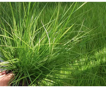 Carex brunnea 'Lemon' – Garten-Segge