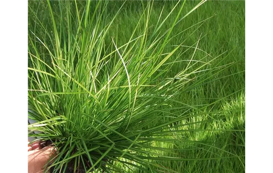 Carex brunnea 'Lemon' – Garten-Segge Carex brunnea 'Lemon' – Garten-Segge