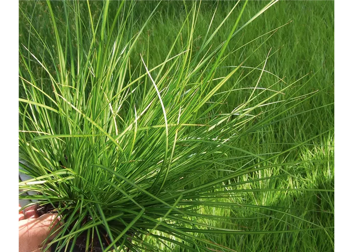 Carex brunnea 'Lemon' – Garten-Segge Carex brunnea 'Lemon' – Garten-Segge