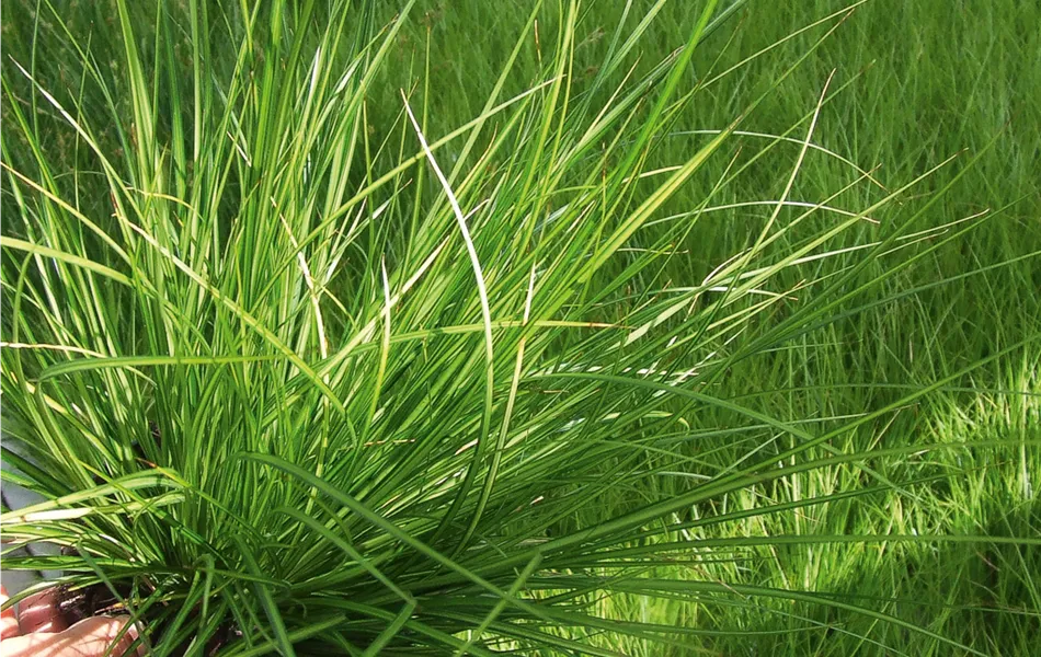 Carex brunnea 'Lemon'