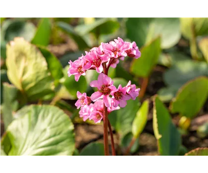 Bergenia cordifolia 'Harzkristall' Bergenia cordifolia 'Harzkristall'