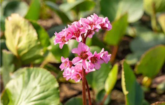 Bergenia cordifolia 'Harzkristall' Bergenia cordifolia 'Harzkristall'