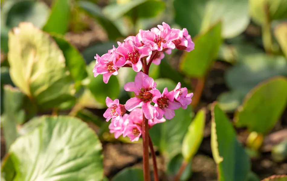 Bergenia cordifolia 'Harzkristall'