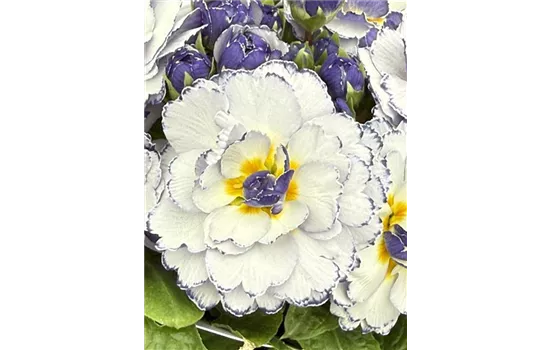 Rosenprimel BELARINA 'Rhapsody' Neuheit 2025