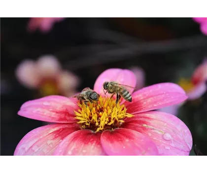 Rockin‘ Rosi, Pflanzen des Jahres 2020