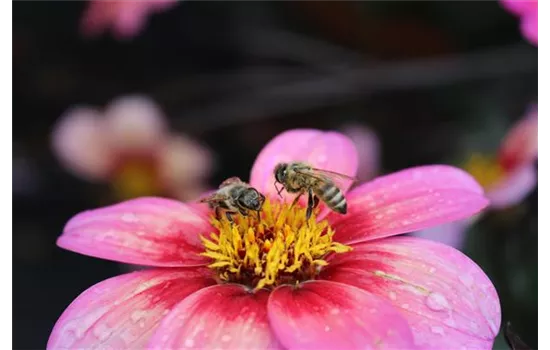 Rockin‘ Rosi, Pflanzen des Jahres 2020