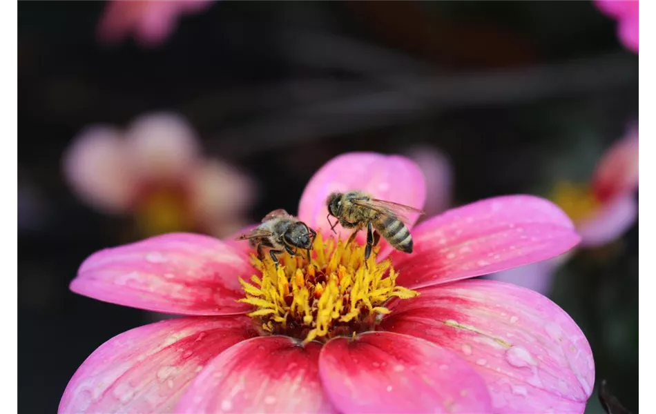 Rockin‘ Rosi, Pflanzen des Jahres 2020