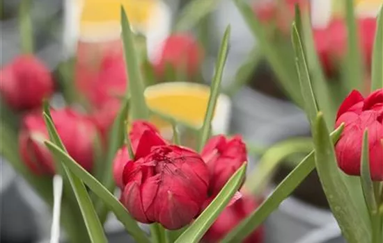 Tulpe pulchella 'Tête à Tête'