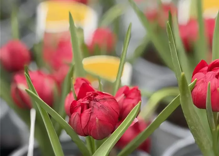 Tulpe pulchella 'Tête à Tête'