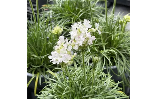 Grasnelke, weiß-rosa