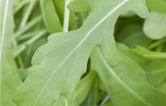 Rucola Pflanze im Topf 11 cm Rucola Pflanze im Topf 11 cm