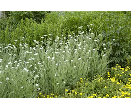 Heimische Wiesen-Schafgarbe – Achillea millefolium Heimische Wiesen-Schafgarbe – Achillea millefolium