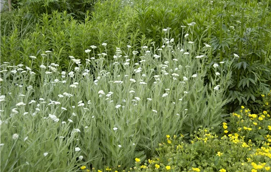 Heimische Wiesen-Schafgarbe – Achillea millefolium