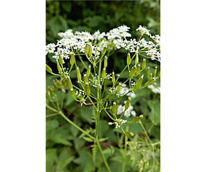 heimischer Wiesen-Kerbel - Anthriscus sylvestris  heimischer Wiesen-Kerbel - Anthriscus sylvestris