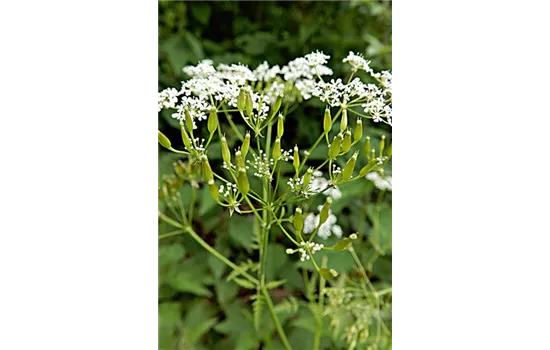 heimischer Wiesen-Kerbel - Anthriscus sylvestris  heimischer Wiesen-Kerbel - Anthriscus sylvestris