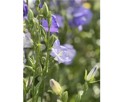 Acker-Glockenblume - Campanula rapunculoides Acker-Glockenblume - Campanula rapunculoides