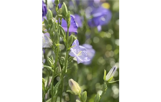 Acker-Glockenblume - Campanula rapunculoides Acker-Glockenblume - Campanula rapunculoides