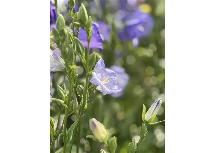 Acker-Glockenblume - Campanula rapunculoides