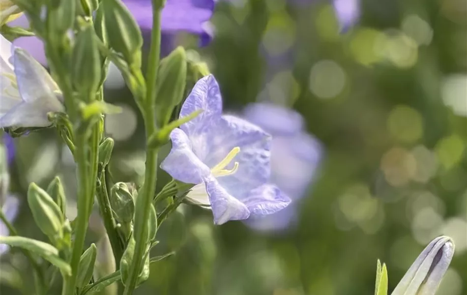 Acker-Glockenblume - Campanula rapunculoides