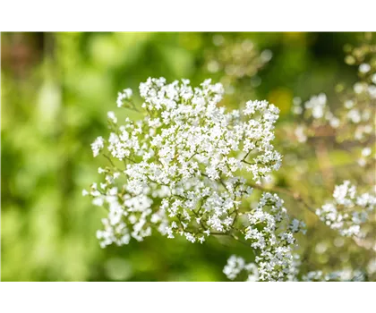 Echtes Mädesüß - Filipendula ulmaria Echtes Mädesüß - Filipendula ulmaria