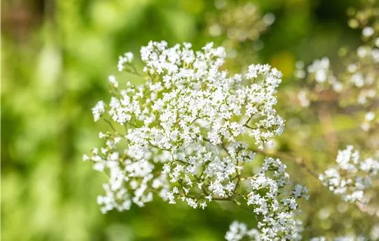 Echtes Mädesüß - Filipendula ulmaria Echtes Mädesüß - Filipendula ulmaria