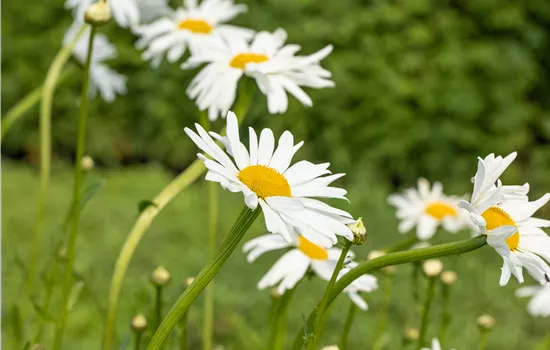 Wiesen-Margerite - Leucanthemum ircutianum Wiesen-Margerite - Leucanthemum ircutianum